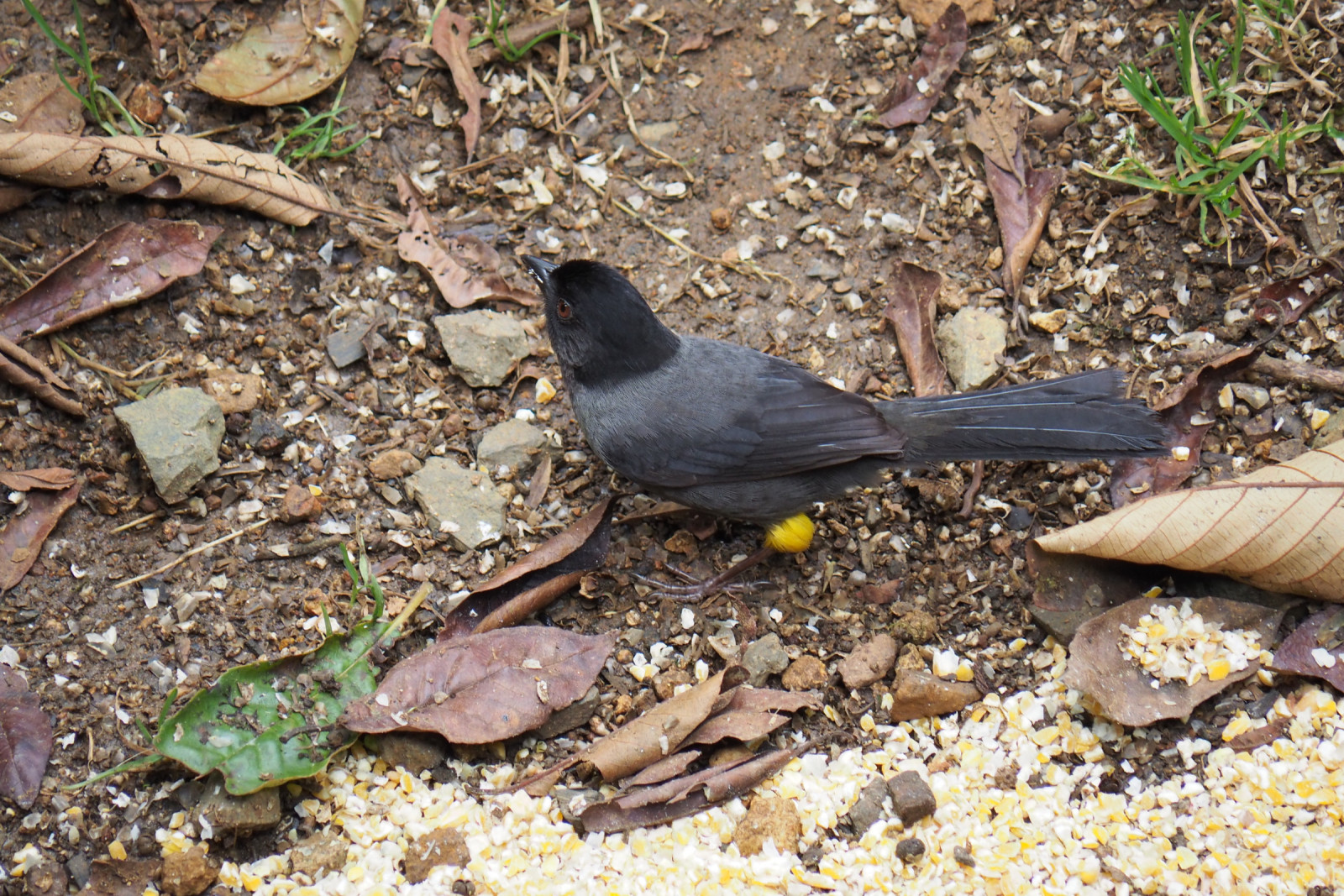 image Yellow-thighed Brushfinch